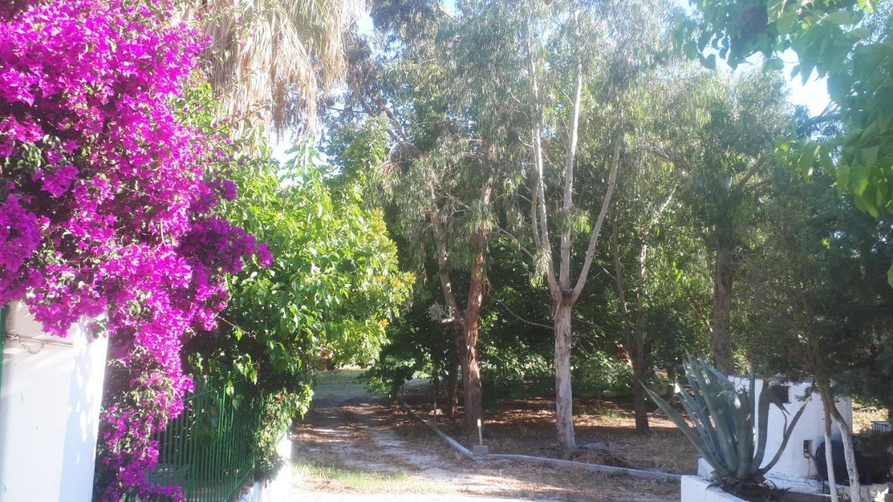 Villa Dunes 350M From The Sandy Beach Kalogria  Buitenkant foto